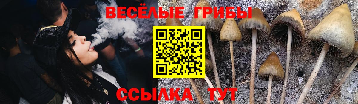 Черногорск  как найти закладки  Вход с VPN  Галлюциногенные грибы Psilocybine cubensis 